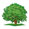 Color graphic drawing of an oak tree and plant, large green crown, summer. Vector illustration isolated on a white background. Royalty Free Stock Photo