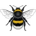 Color illustration of male Buff Tailed Bumble Bee