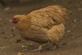 Color hen with long feathers on small legs Royalty Free Stock Photo