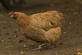 Color hen with long feathers on small legs Royalty Free Stock Photo