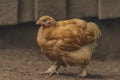 Color hen with long feathers on small legs Royalty Free Stock Photo