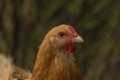 Color hen with long feathers on small legs