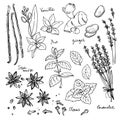 Color herbs. Spices. Herb drawn black lines on a white background. Vector illustration. Vanilla, mint, ginger, star