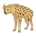 Color illustration with african spotted hyena. Isolated vector object on a white. Royalty Free Stock Photo