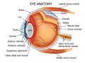 Human Eye Anatomy Royalty Free Stock Photo