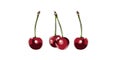 Color illustration of a cherrys on a white background. The curb. .