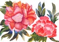 Color illustration of exotic flowers in watercolor paintings