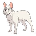 Color illustration of a French Bulldog. Isolated vector object.