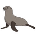 Color illustration with fur seal. Isolated vector object. Royalty Free Stock Photo