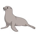 Color illustration with fur seal. Isolated vector object. Royalty Free Stock Photo