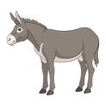 Color illustration with gray donkey, mule. Isolated vector object.