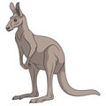 Color illustration of a gray kangaroo. Isolated vector object.