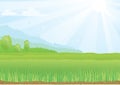 Illustration of green field with sunshine rays and