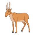 Color illustration with the image of the saiga antelope. Isolated vector objects.
