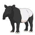 Color illustration of a Malayan black tapir. Isolated vector object.