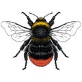 Color illustration of male Red Tailed Bumble Bee