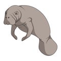 Color Illustration With Manatee, A Sea Cow. Isolated Vector Object.