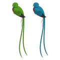 Color illustration with quetzal bird. Isolated vector objects.