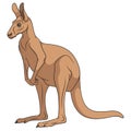 Color illustration of a red kangaroo. Isolated vector object.