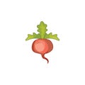 Vector illustration. Sugar beet