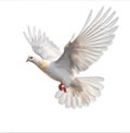 Color illustration of white doves flying on white background. AI generative