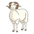 Color illustration with white ram, sheep. Isolated vector object. Royalty Free Stock Photo