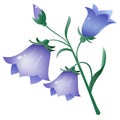 Color image of bell or bluebell or bellflower on white background. Plants and flowers. Vector illustration for kids
