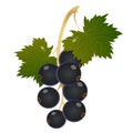 Color image of blackcurrant or currant on white background. Berry and fruits. Vector illustration