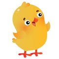 Color image of cartoon chick on white background. Farm animals. Vector illustration for kids Royalty Free Stock Photo