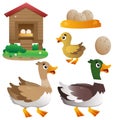 Color image of cartoon duck with drake and duckling on white background. Farm animals. Vector illustration set for kids Royalty Free Stock Photo