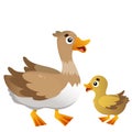 Color image of cartoon duck with duckling on white background. Farm animals. Vector illustration for kids Royalty Free Stock Photo