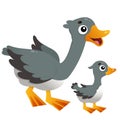 Color image of cartoon goose with gosling on white background. Farm animals. Vector illustration for kids Royalty Free Stock Photo