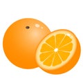 Color image of cartoon oranges on white background. Fruits. Vector illustration Royalty Free Stock Photo