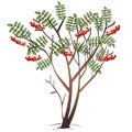 Color image of cartoon rowan or ashberry on white background. Plants and trees. Vector illustration