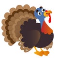 Color image of cartoon turkey on white background. Farm animals. Vector illustration for kids Royalty Free Stock Photo
