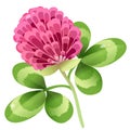 Color image of clover or trefoil or shamrock on white background. Plants and flowers. Vector illustration for kids