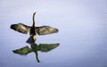 Cormorant dries his wings