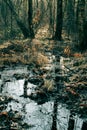 A color image of a deep and gloomy swamp