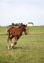 Color image foal running on the field. Chestnut thoroughbred horses