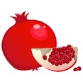 Color image of garnet or pomegranate on white background. Fruits and berries. Vector illustration