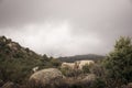 Color image of a group of cows grazing on a hill.