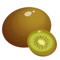 Color image of kiwi on white background. Fruits and berries. Vector illustration Royalty Free Stock Photo