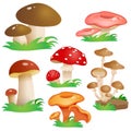 Color image of mushrooms on white background. Vector illustration set for kids Royalty Free Stock Photo