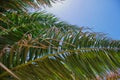 Color image of palm tree leaves against blue sky Royalty Free Stock Photo