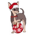 Color image of a small dog, a brown chihuahua in a red Christmas hat with a Christmas tree toy. Isolated vector object