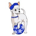 Color image of a small dog, a white chihuahua in a blue Christmas hat with a Christmas tree toy. Isolated vector object.