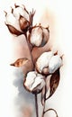 Color image of some cotton flowers on a white background with large pods and dried plants. AI generated