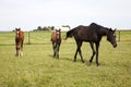 Color image of three horses grazing in green meadow Royalty Free Stock Photo