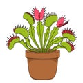 Color image of venus flytrap in a flower pot. Isolated vector object.