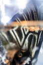 Macro photo of a butterfly wing